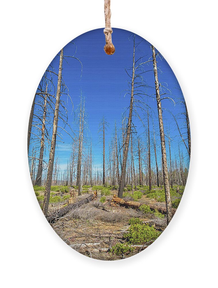 Bryce Canyon National Park Ornament featuring the photograph Bryce Canyon Forest by Raul Rodriguez