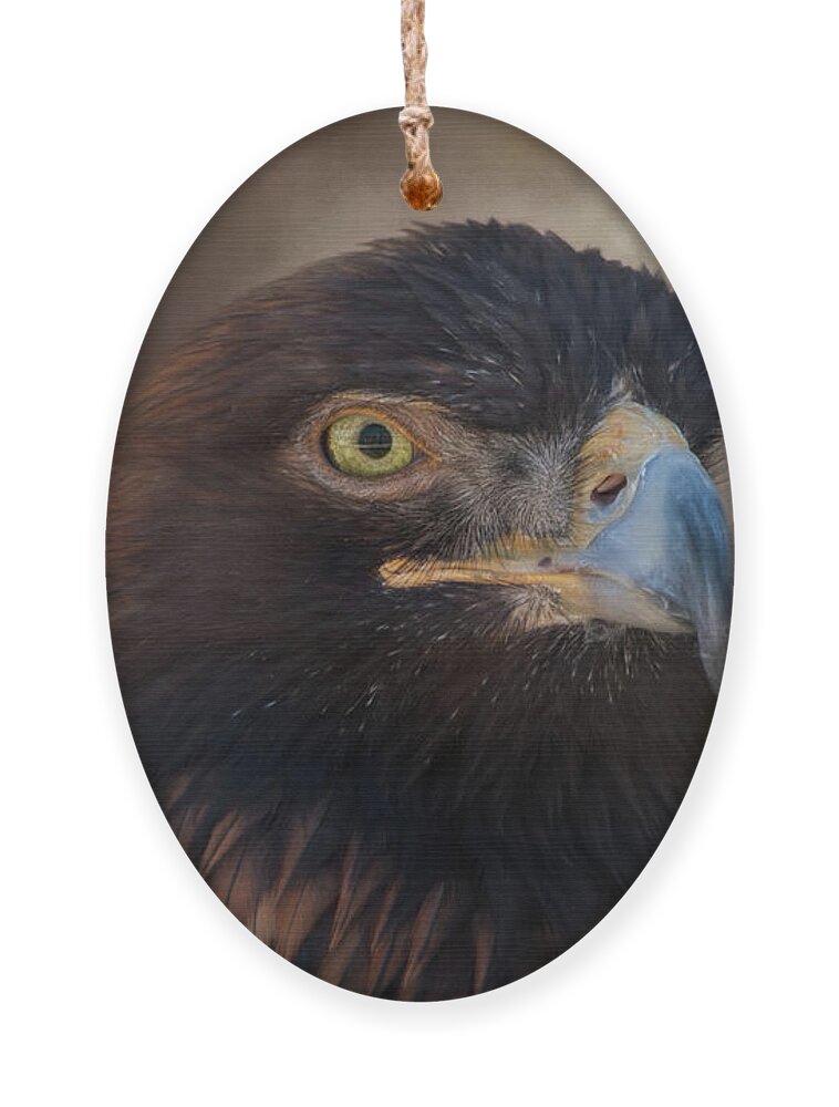 Accipitridae Ornament featuring the photograph Buchanan by Lana Trussell