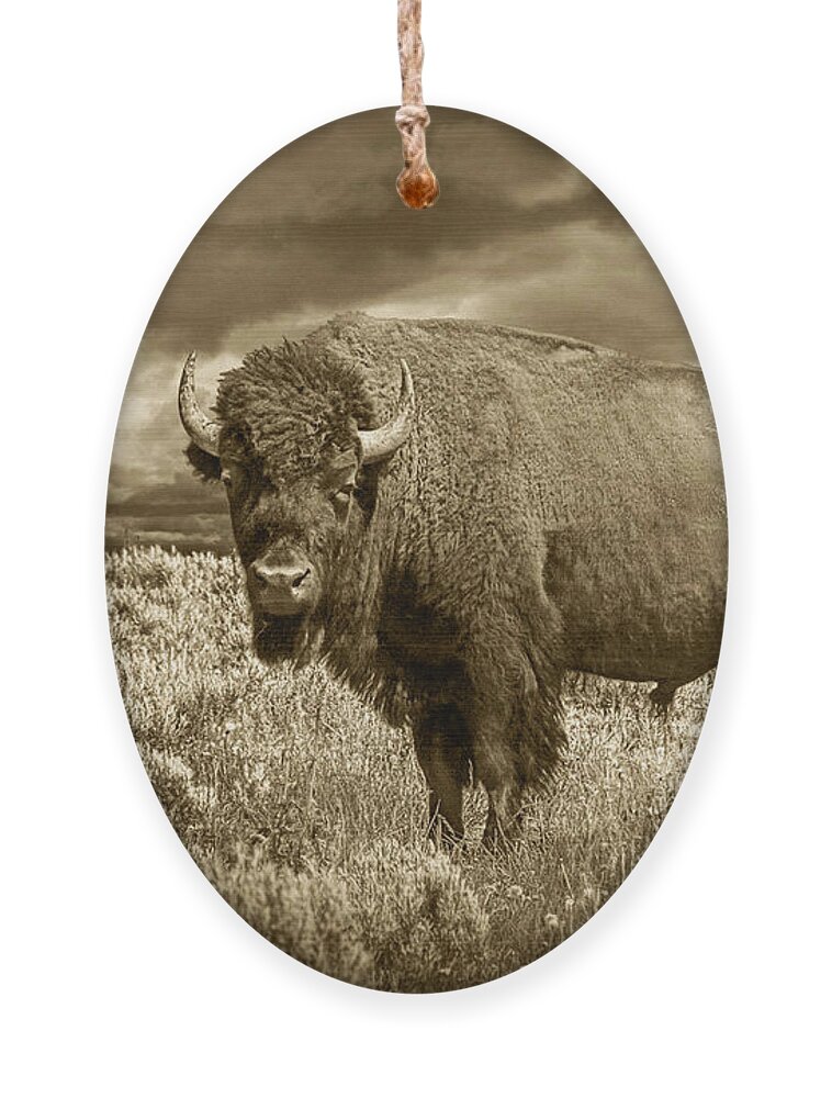 Buffalo Ornament featuring the photograph Buffalo Bison at Yellowstone in Sepia by Randall Nyhof