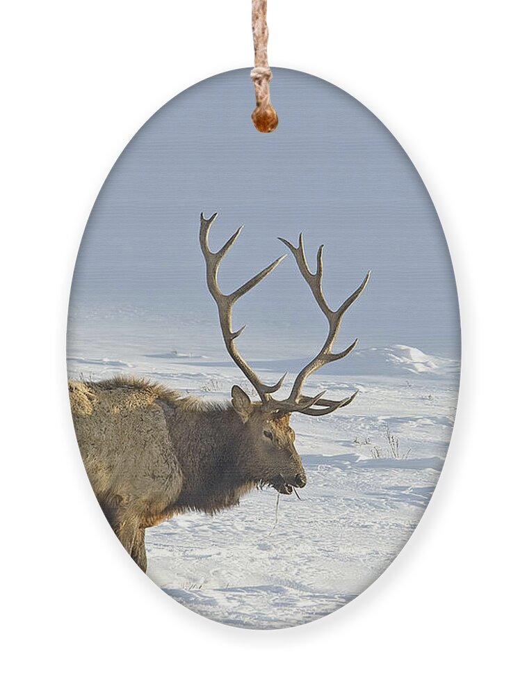 Elk Ornament featuring the photograph Bull Elk In Snow by Gary Beeler