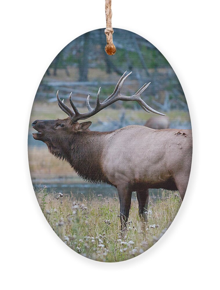 Antelope Ornament featuring the photograph Bull Elk Next to River by Wesley Aston