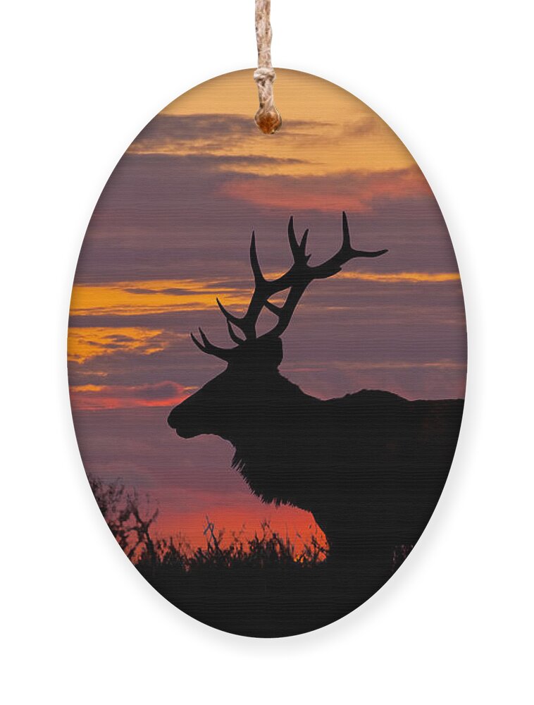 Animal Ornament featuring the photograph Bull Tule Elk Silhouetted at Sunset by Jeff Goulden
