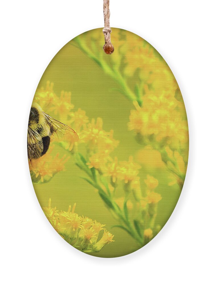 Bee Ornament featuring the photograph Bumble Bee on Goldenrod by Joni Eskridge