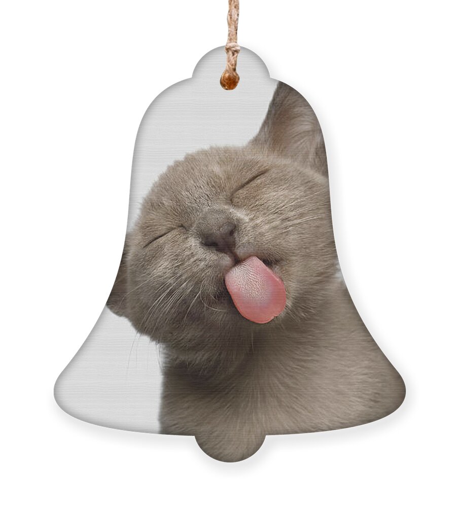 #faatoppicks Ornament featuring the photograph Burmese Kitten Lick by Sergey Taran