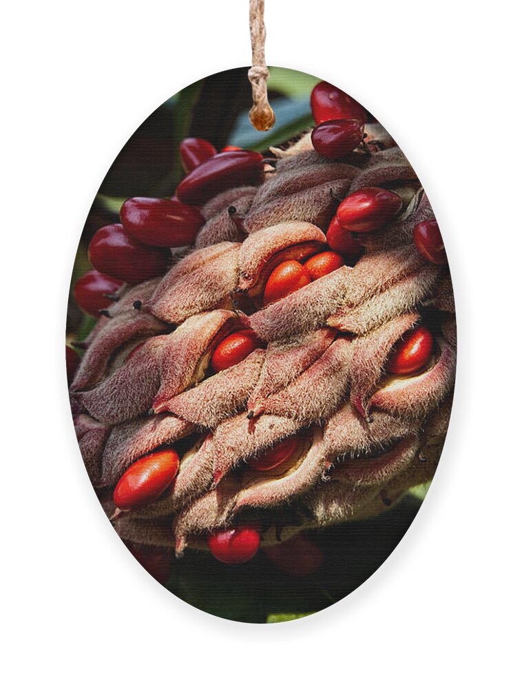 Seed Ornament featuring the photograph Bursting Forth by Christopher Holmes