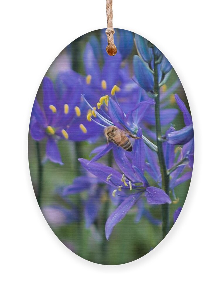 Bee Ornament featuring the photograph Busy Bee by Brian Eberly