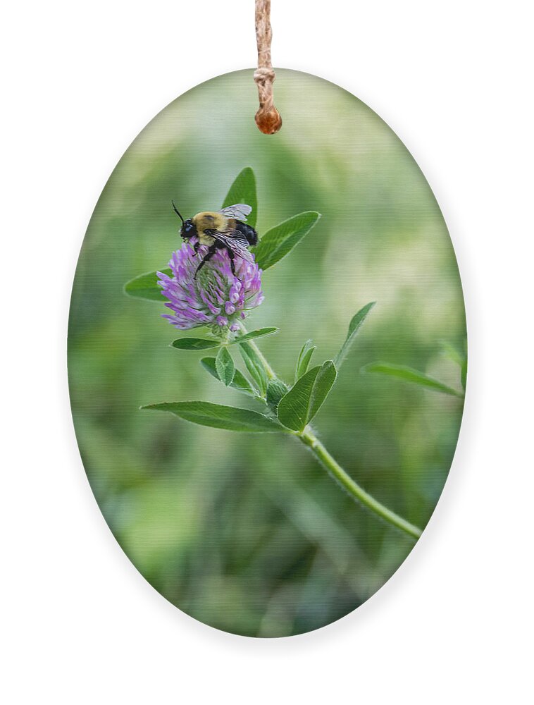 Bee Ornament featuring the photograph Busy Bee by Holden The Moment