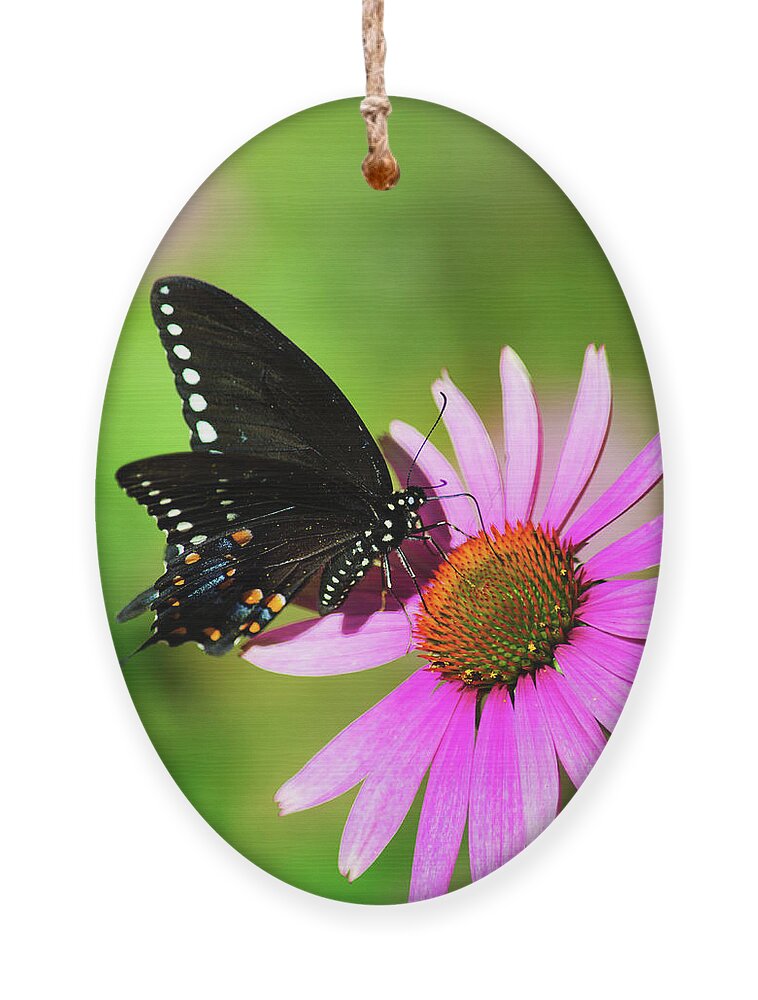 Butterfly Ornament featuring the photograph Spicebush Butterfly In The Sun by Christina Rollo