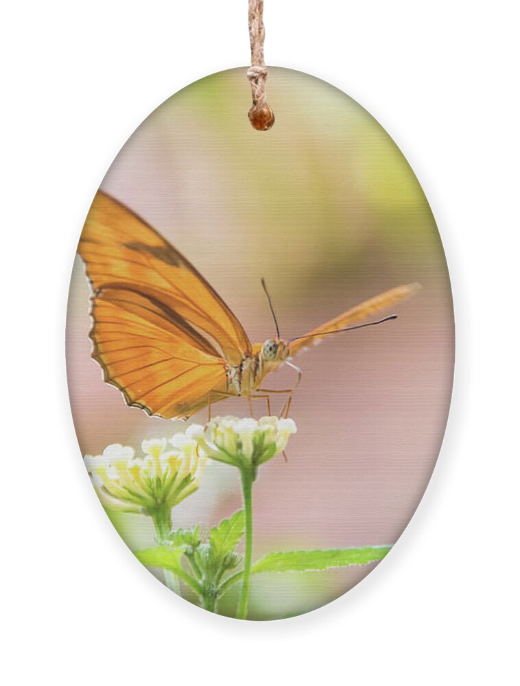 Butterfly Ornament featuring the photograph Butterfly - Julie Heliconian by Pamela Williams
