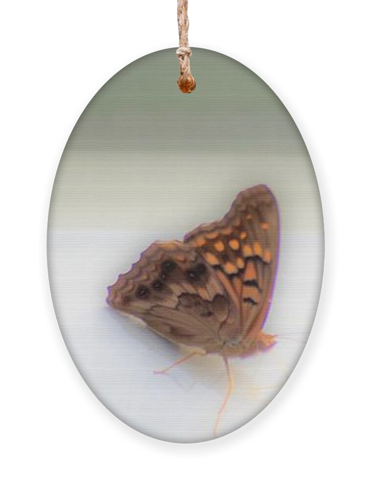 Butterfly Ornament featuring the photograph Butterfly on my car by Merle Grenz