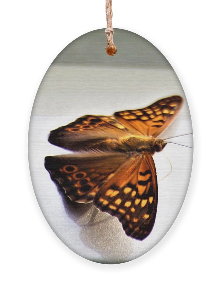 Butterflies Ornament featuring the photograph Butterfly on my car1 by Merle Grenz