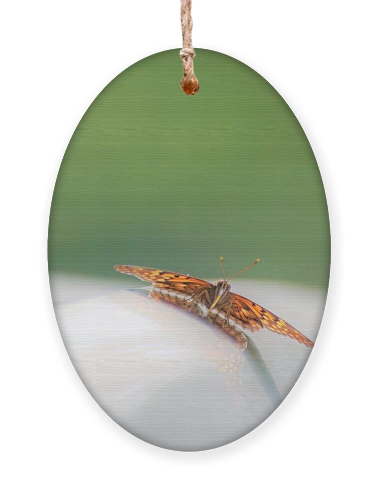 Butterflies Ornament featuring the photograph Butterfly on my car3 by Merle Grenz