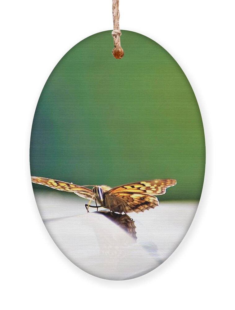 Butterflies Ornament featuring the photograph Butterfly on my car5 by Merle Grenz