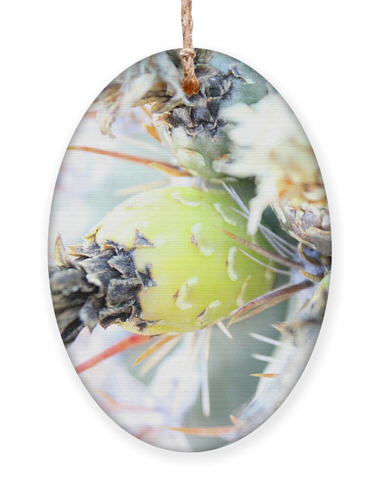 La Paz Ornament featuring the photograph Cactus Bloom by Becqi Sherman