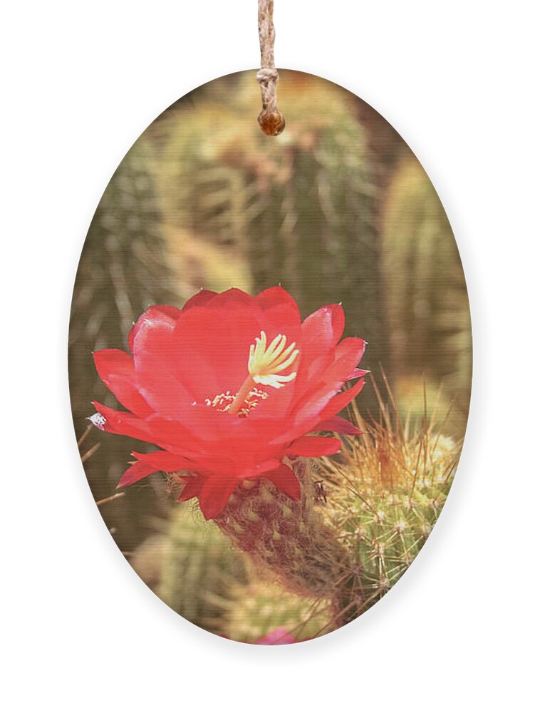 Cactus Ornament featuring the photograph Cactus bloom by Darrell Foster