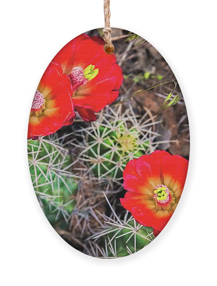 Amaizing Ornament featuring the photograph Cactus Bloom by Edgars Erglis