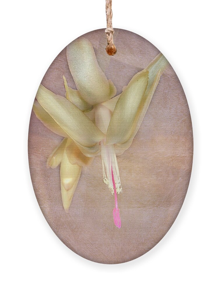 Cactus Ornament featuring the photograph Cactus Bloom by Judy Hall-Folde