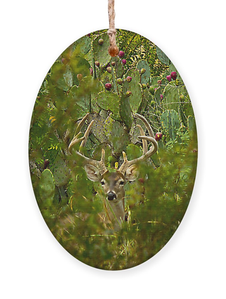 Michael Tidwell Photography Ornament featuring the photograph Cactus Buck by Michael Tidwell