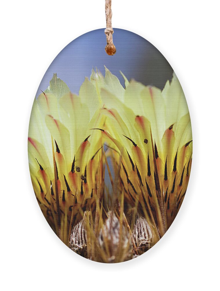 Monks Hood Cactus Ornament featuring the photograph Cactus Life by Raul Rodriguez
