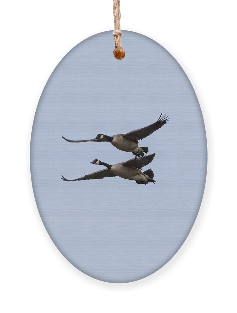 Canada Geese Ornament featuring the photograph Canada Geese in Flight by Holden The Moment