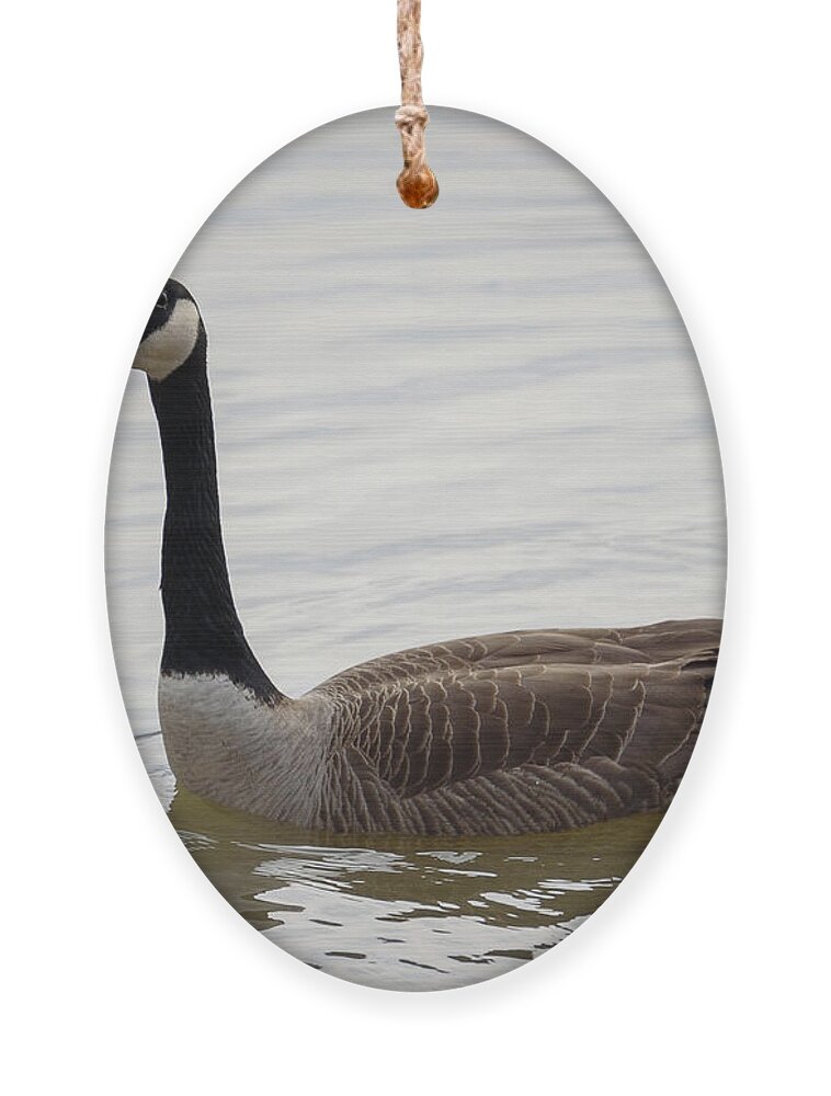Goose Ornament featuring the photograph Canadian Goose by Holden The Moment
