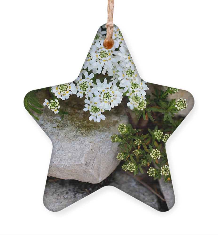 Flower Ornament featuring the photograph Candytuft on the Rocks by Karen Adams