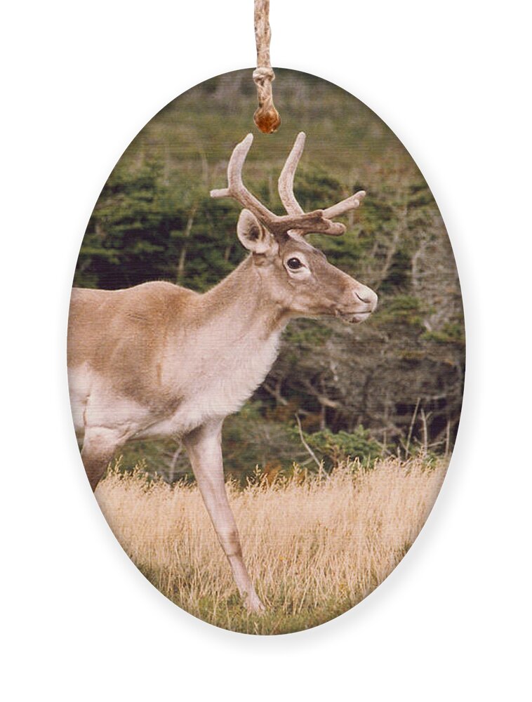 Nature Ornament featuring the photograph Caribou by Mary Mikawoz
