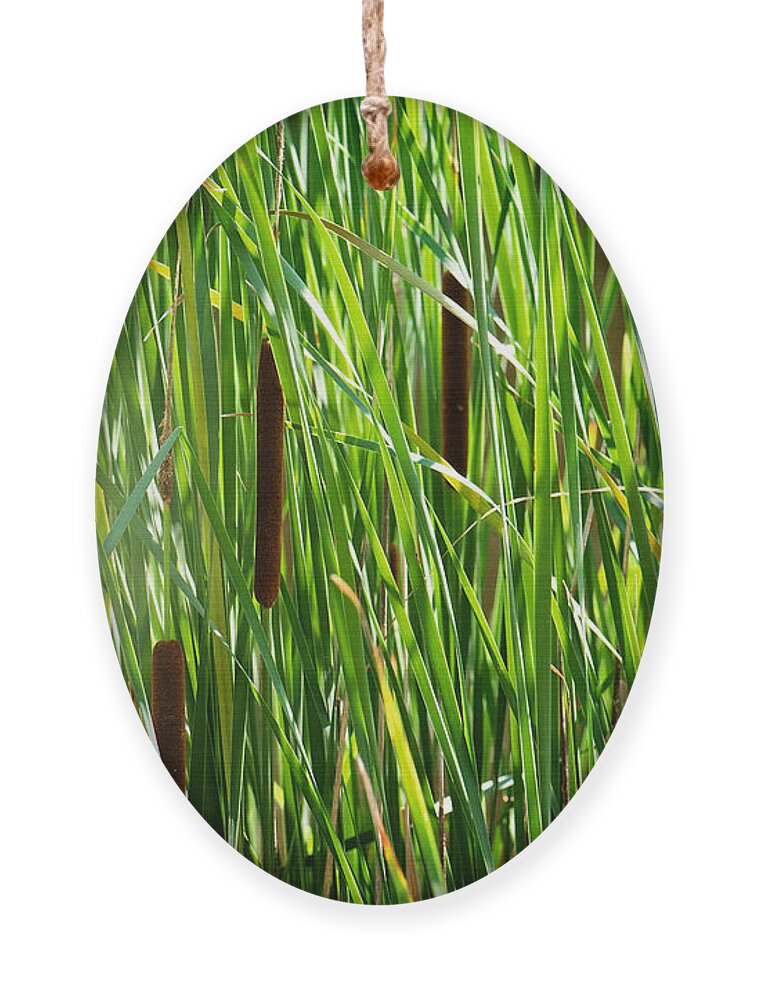 Cattails In The Morning Sun Photo Ornament featuring the photograph Cattails in the Morning Sun by Gwen Gibson