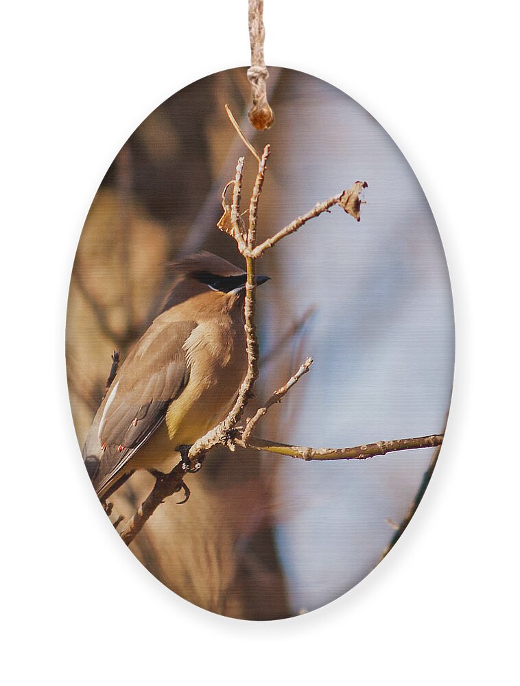 Cedar Waxwing Ornament featuring the photograph Cedar Waxwing In Autumn by Ed Peterson