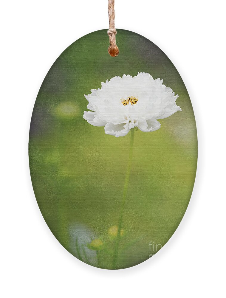 Cosmos Ornament featuring the photograph Charming White Cosmos by Anita Pollak