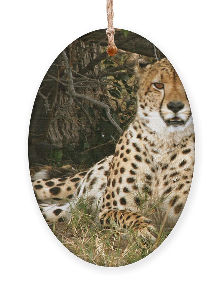 Karen Zuk Rosenblatt Art And Photography Ornament featuring the photograph Cheetah Encounter by Karen Zuk Rosenblatt