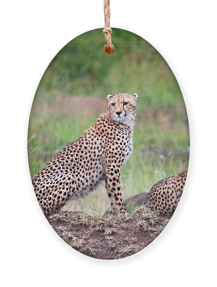 Cheetah Sibs 1 Ornament by Timothy Hacker - Fine Art America