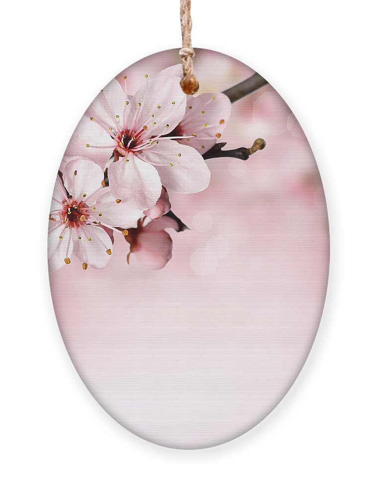 Japanese Cherry Blossoms Ornament featuring the photograph Cherry Blossoms in Bloom by Leah McPhail