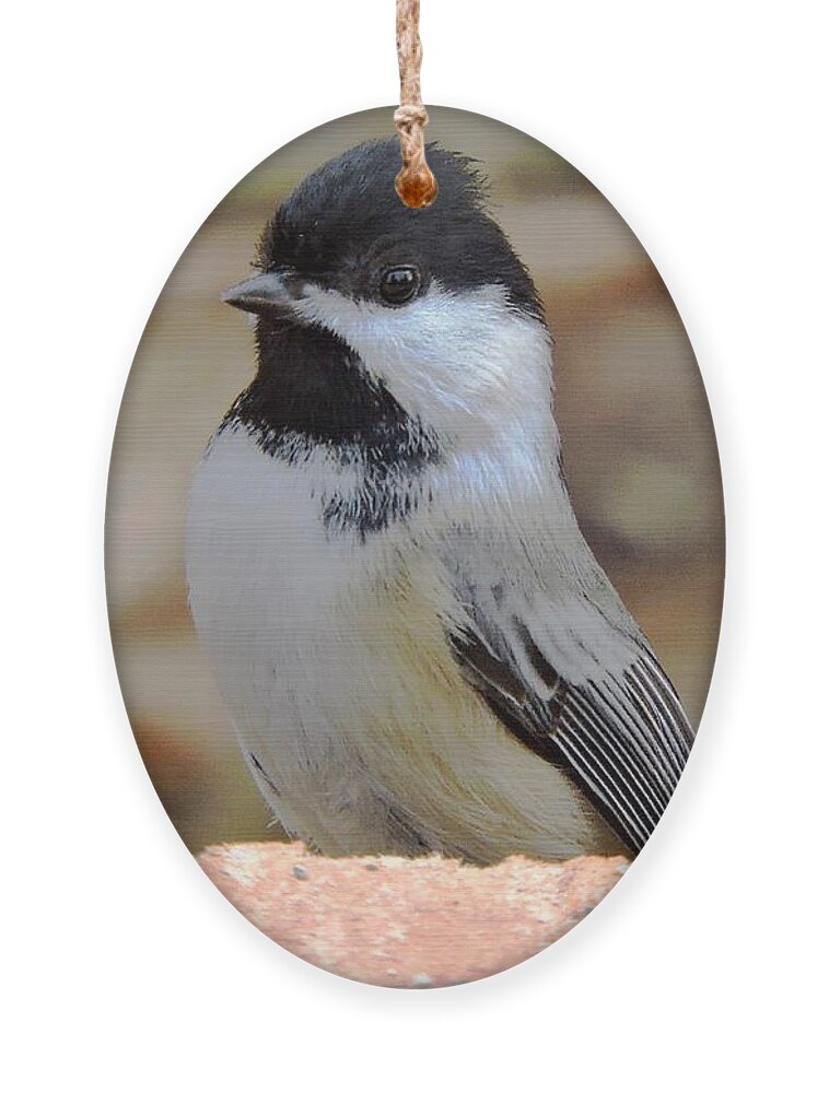 Chickadee Ornament featuring the photograph Chickadee's Winter Reverie by Tami Quigley