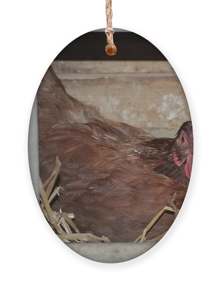 Chicken Ornament featuring the photograph Chicken Box by Troy Stapek