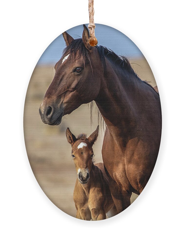  Ornament featuring the photograph Chocolate and foal by John T Humphrey