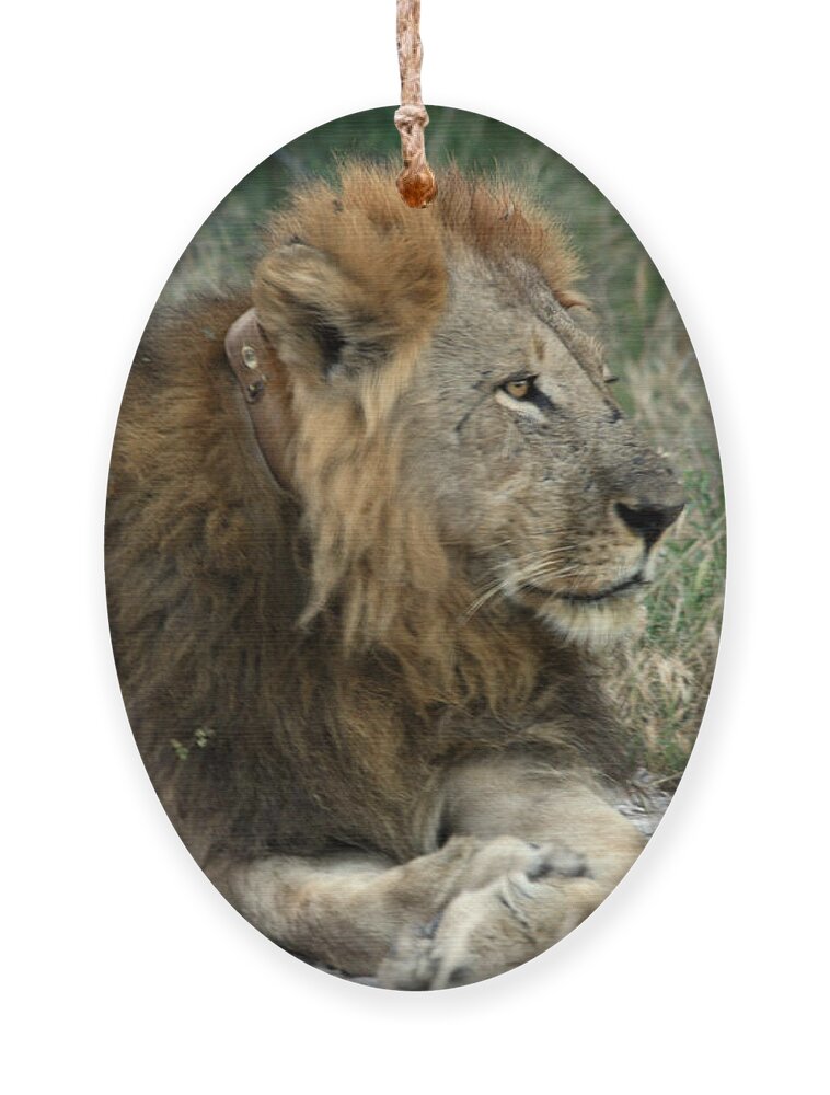 Karen Zuk Rosenblatt Art And Photography Ornament featuring the photograph Collared Lion by Karen Zuk Rosenblatt