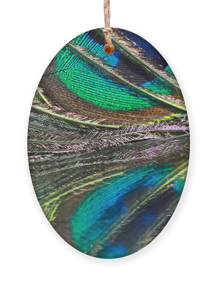 Peacock Ornament featuring the photograph Colorful Feather Strands by Angela Murdock