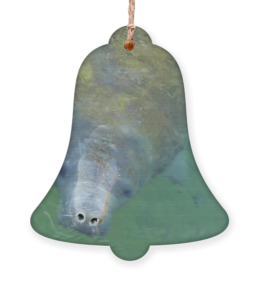 Manatee Ornament featuring the photograph Coming Up For Air by D Hackett