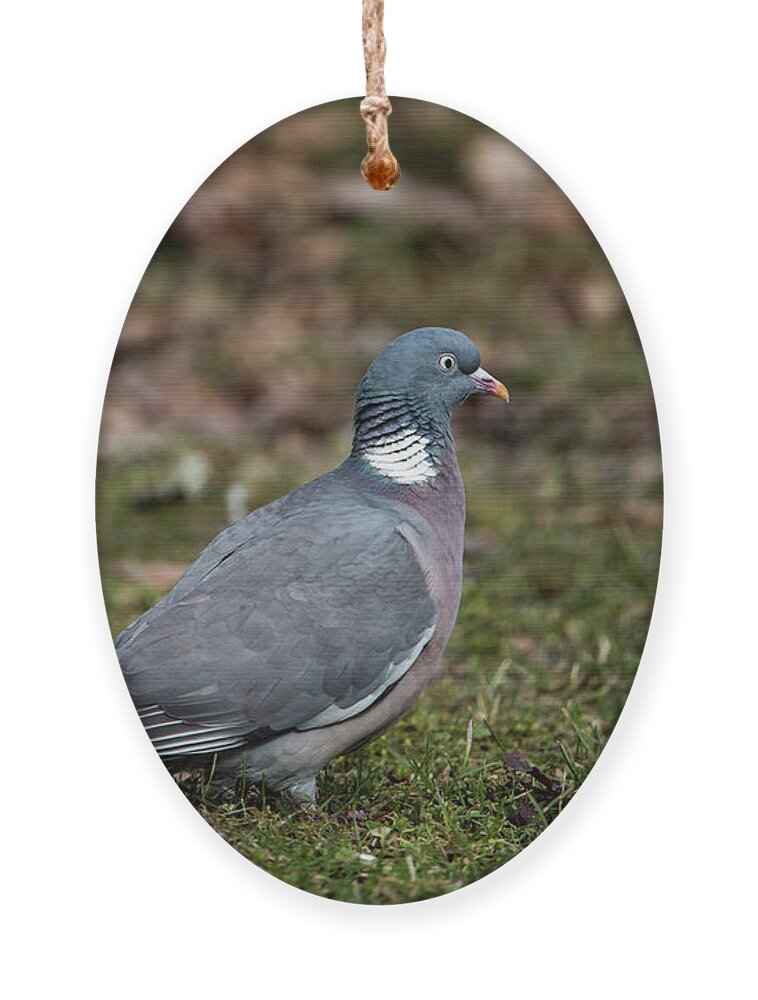 Common Wood Pigeon Ornament featuring the photograph Common Wood Pigeon's profile by Torbjorn Swenelius