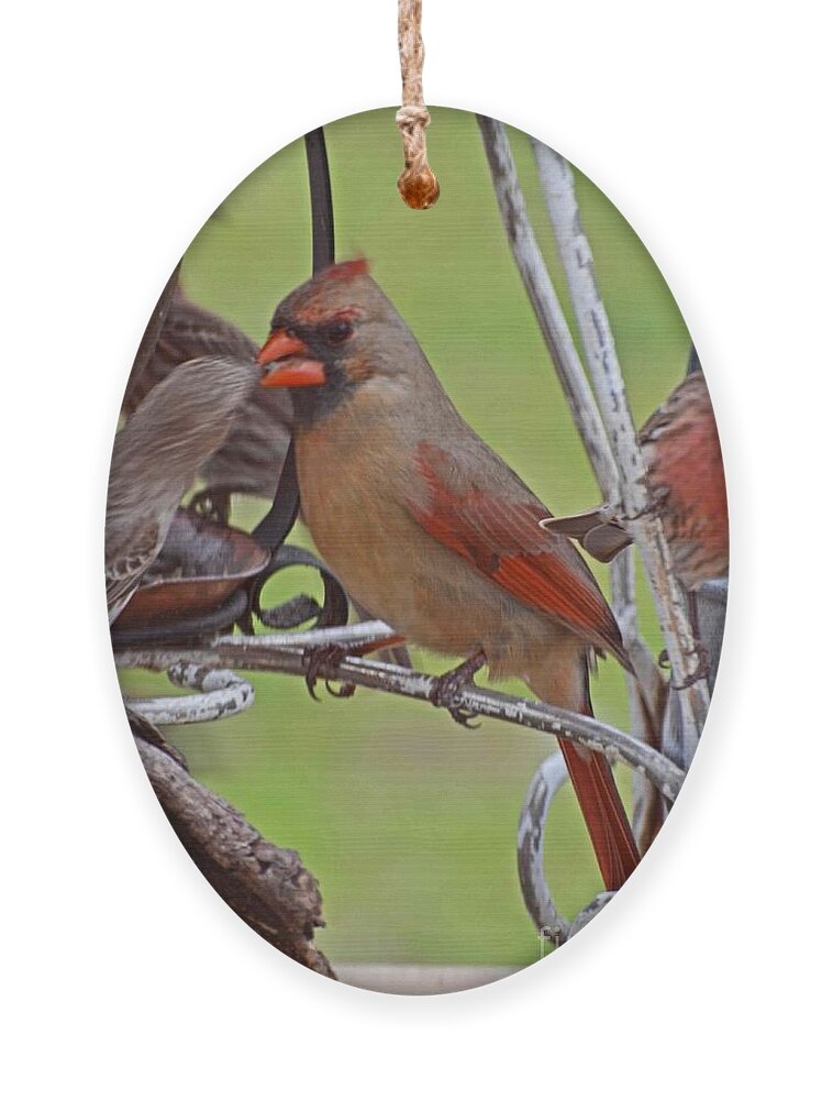 Nature Ornament featuring the photograph Confrontation by Debbie Portwood