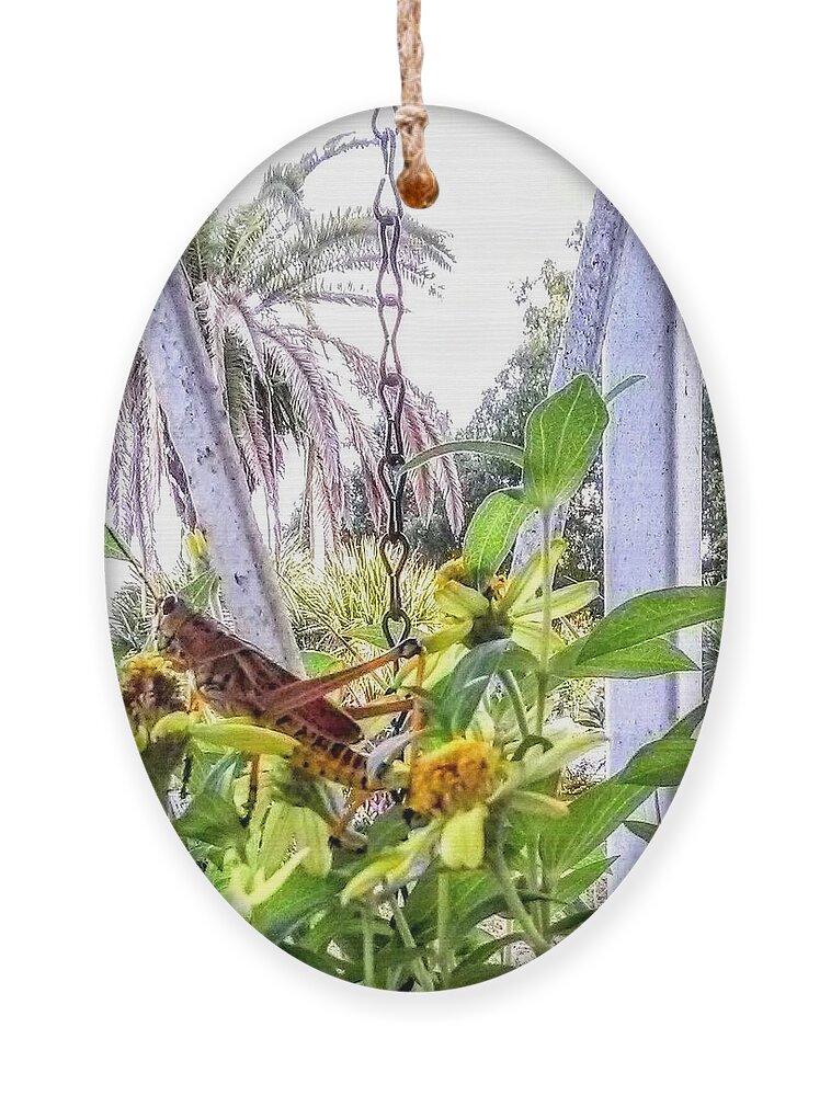 Grasshopper Ornament featuring the photograph Contemplating by Suzanne Berthier