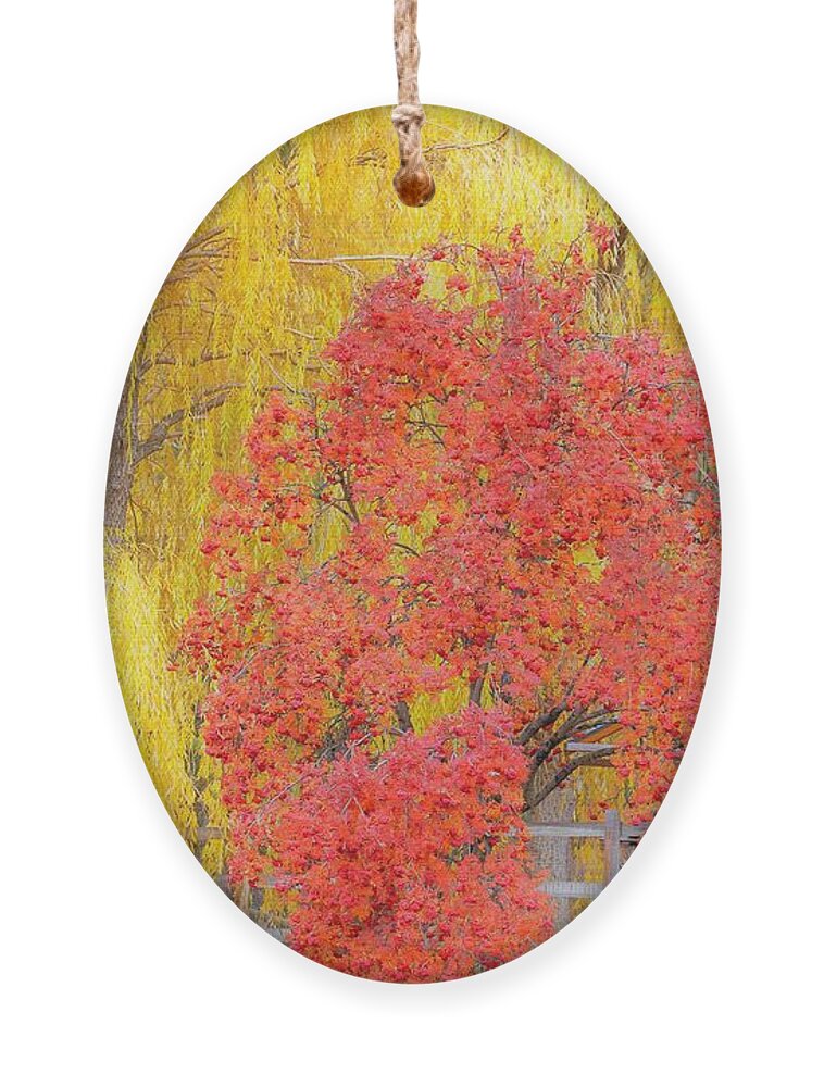 Trees Ornament featuring the photograph Contrasting trees by Merle Grenz
