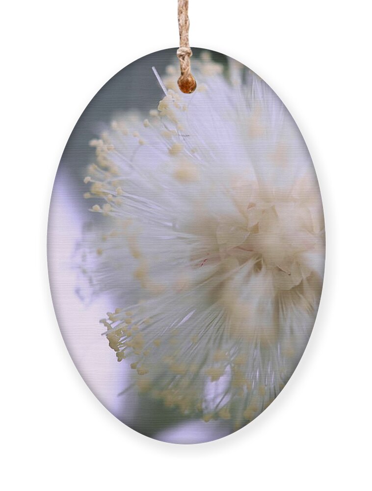 Flower Ornament featuring the photograph Coolly Abstract by Jessica Myscofski