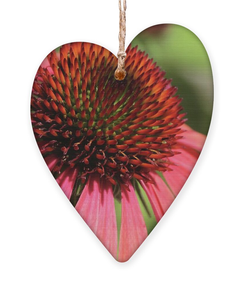 Flower Ornament featuring the photograph Coral Cone Flower Too by Sabrina L Ryan