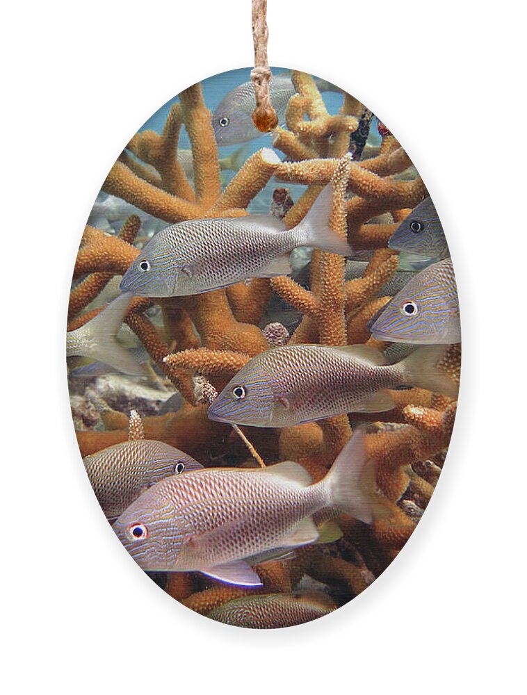 Underwater Ornament featuring the photograph Coralpalooza 1 by Daryl Duda