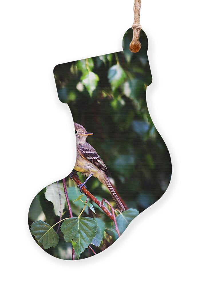 Bird Ornament featuring the photograph Cordilleran Flycatcher by Kae Cheatham