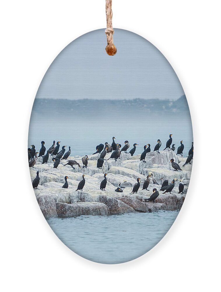 Cormorant Ornament featuring the photograph Cormorant Island by Debra Martz