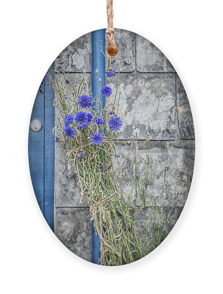 Cornflower Ornament featuring the photograph Cornflowers by Nigel R Bell