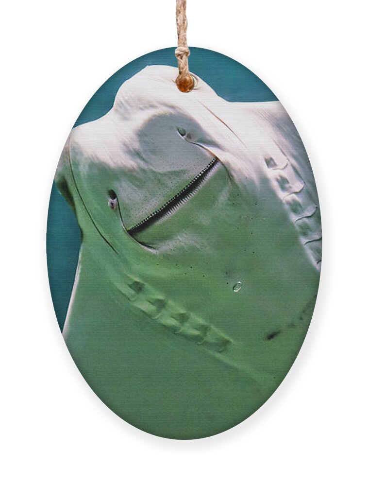 Cownose Ray Ornament featuring the photograph Cownose Ray by Steven Ralser